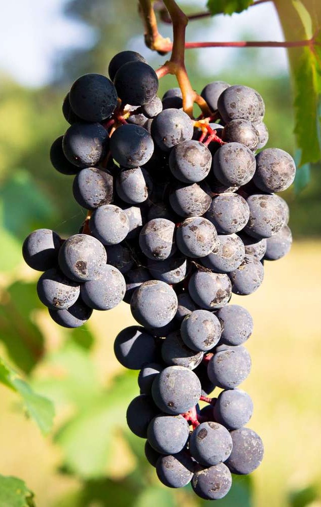 Barbera cluster