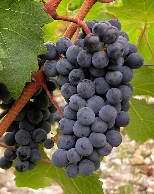 Cabernet Sauvignon cluster