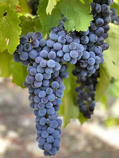 Nero d'Avola cluster