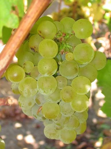 Sauvignon Blanc cluster