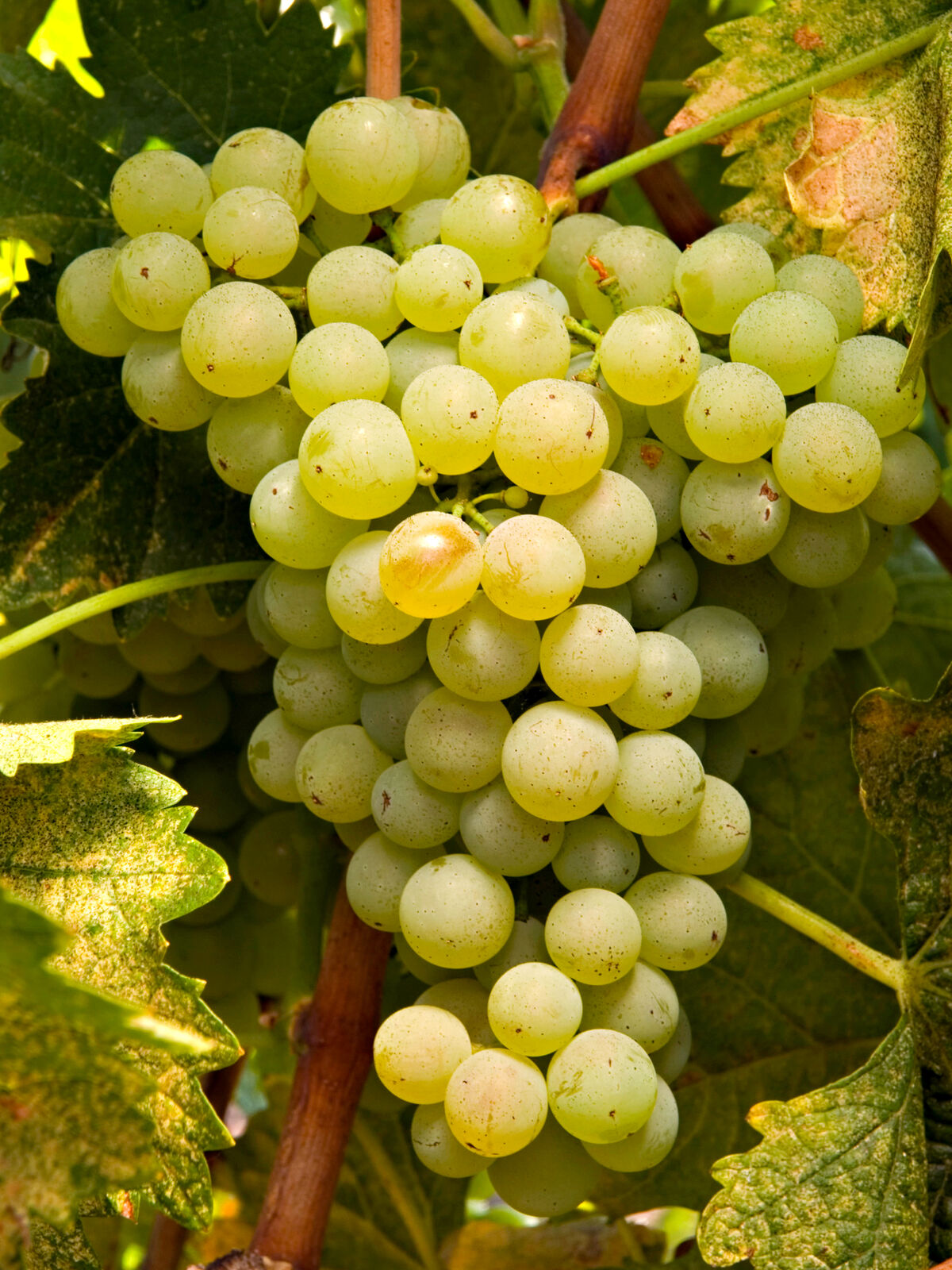 Vermentino cluster